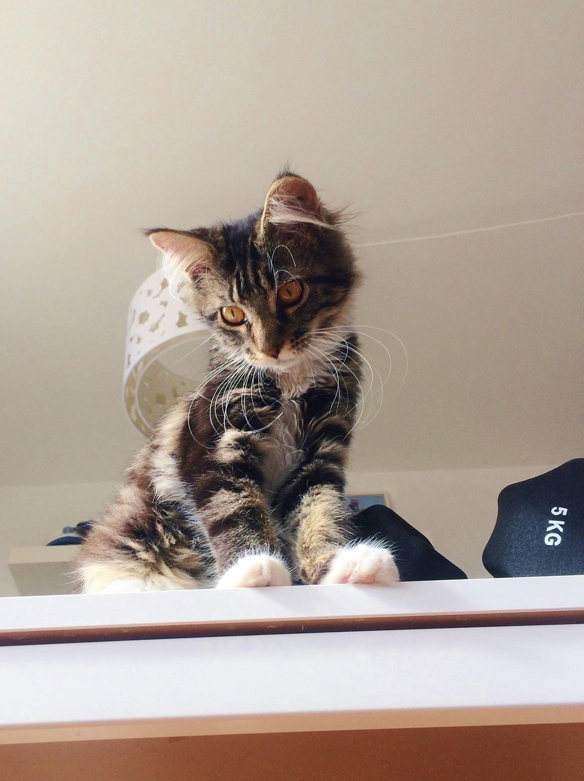 Maine Coon Mibu - Mibu holder øje fra spisebordet, om kjeg lave mine mavebøjninger ordentligt ;) billede 1