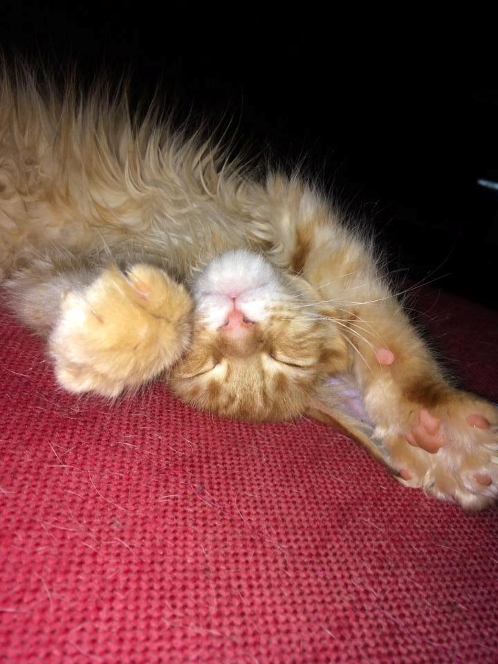 Maine Coon Leopold - Godnaaaaat <3 billede 2