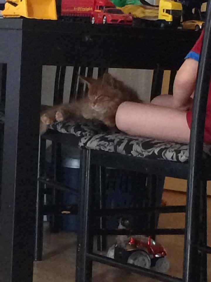 Maine Coon Leopold - Yndlings sovested billede 4