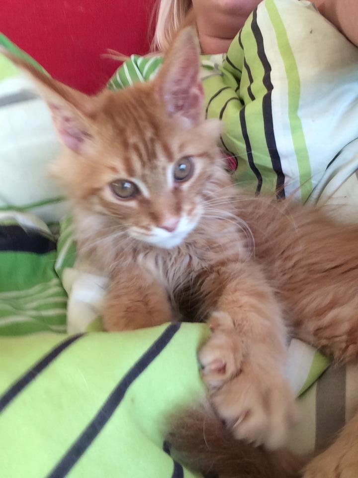 Maine Coon Leopold billede 1