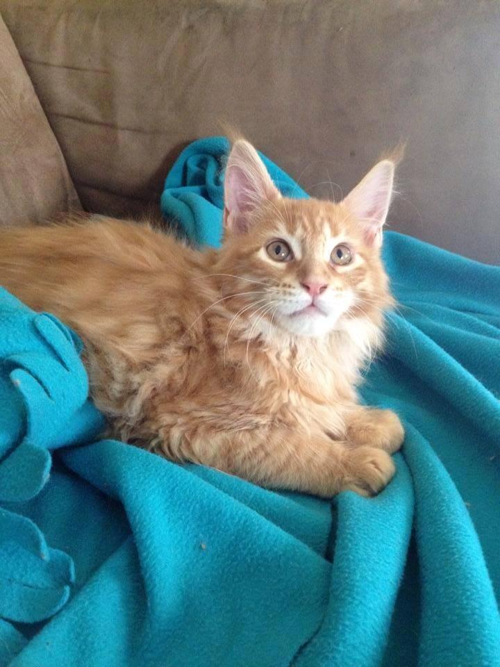 Maine Coon Leopold billede 5