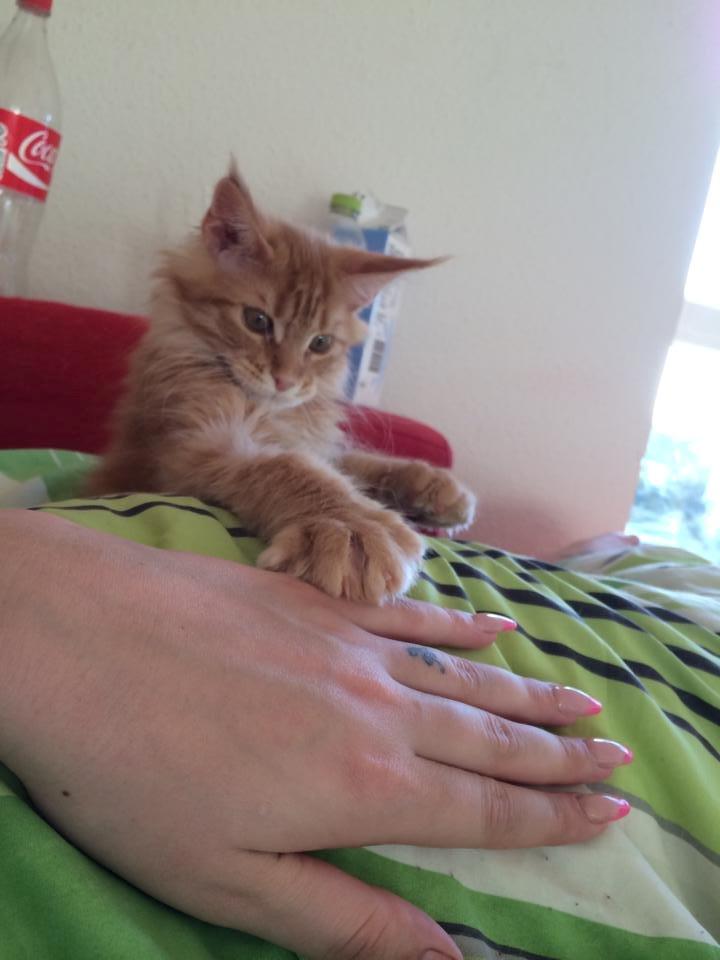 Maine Coon Leopold - "Gi mig dine fingre :D" billede 6