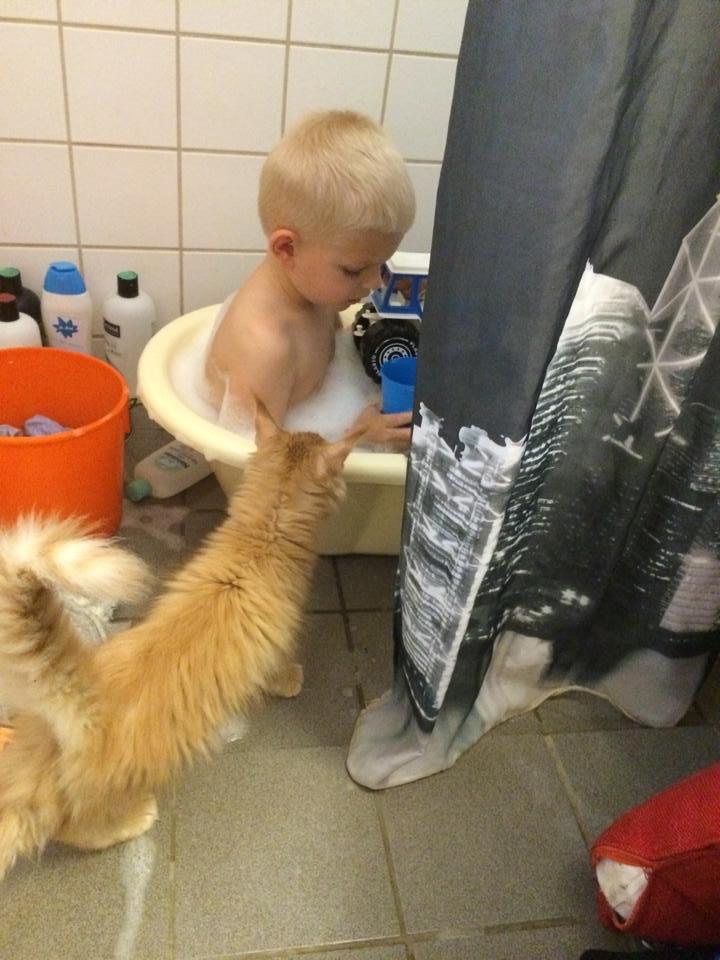 Maine Coon Leopold - "Hvad laver du dreng?" billede 3