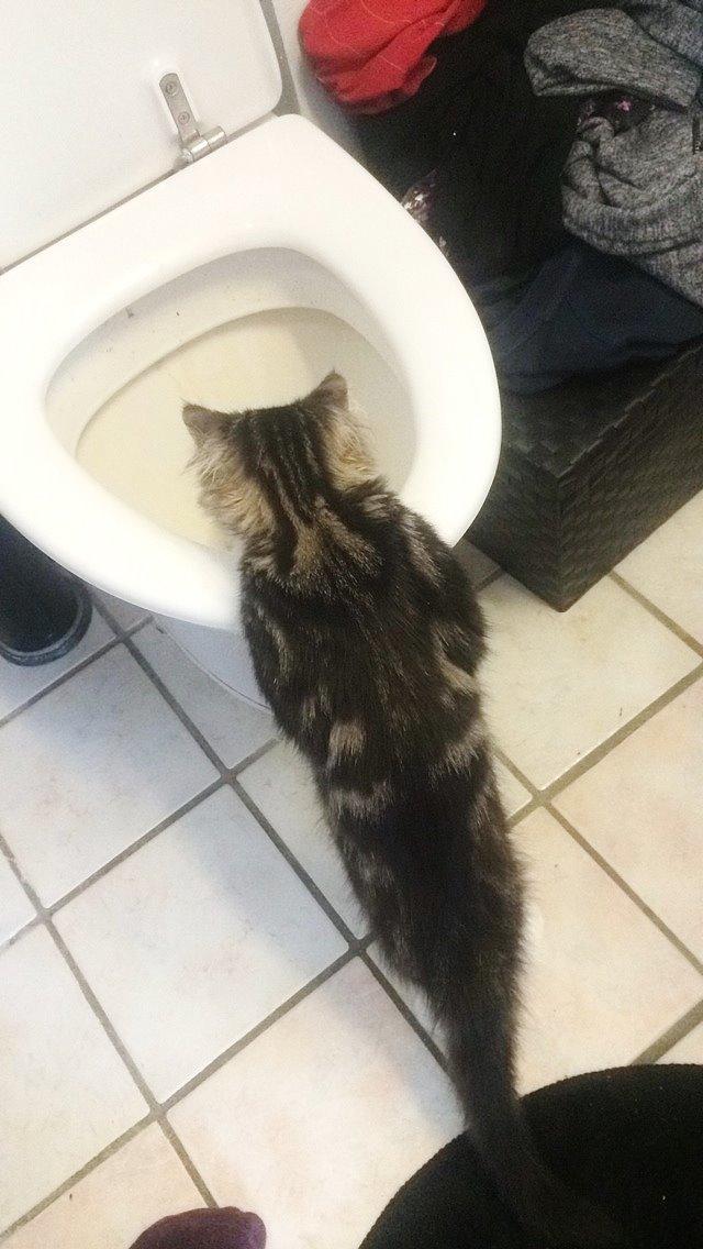 Maine Coon Mibu - Dét her er spændende!!?? billede 7