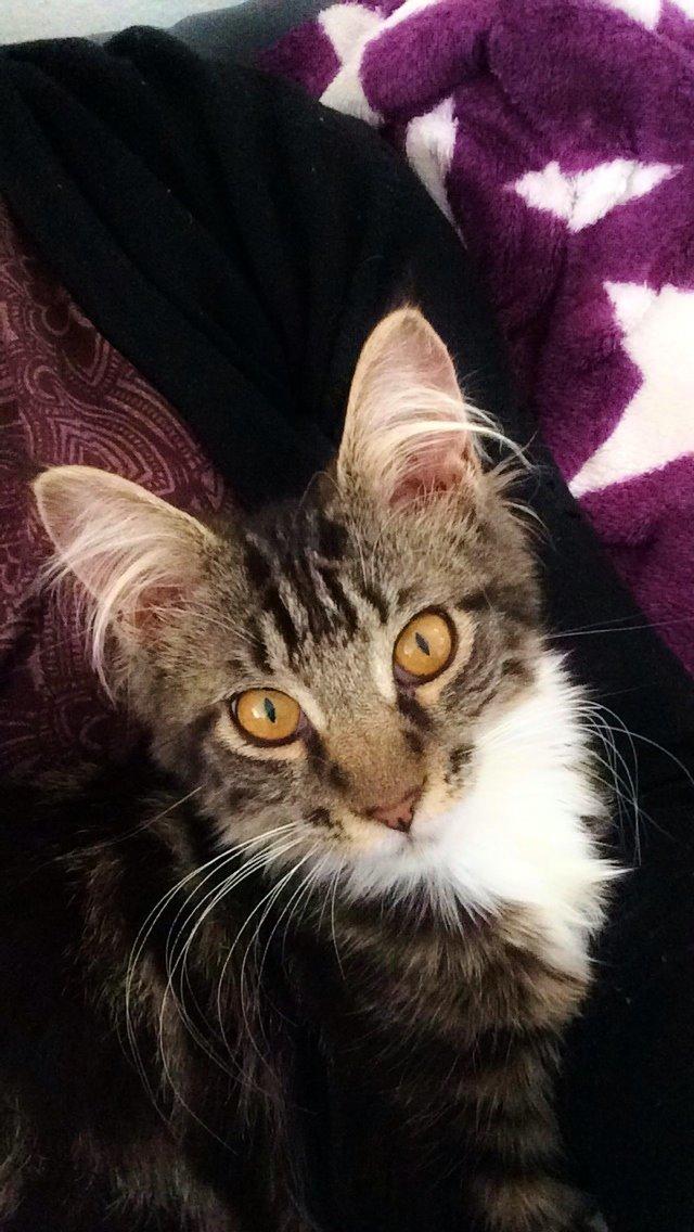 Maine Coon Mibu billede 10