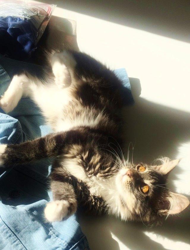 Maine Coon Mibu - Leger med "fars" nye underbukser.. xD billede 3