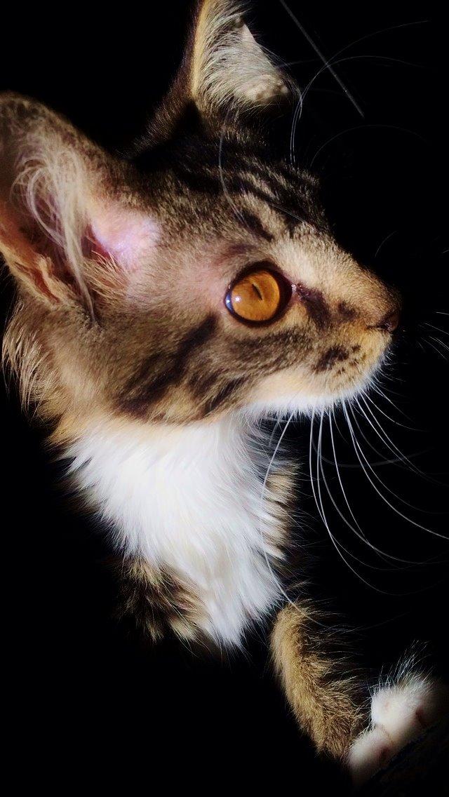 Maine Coon Mibu billede 2