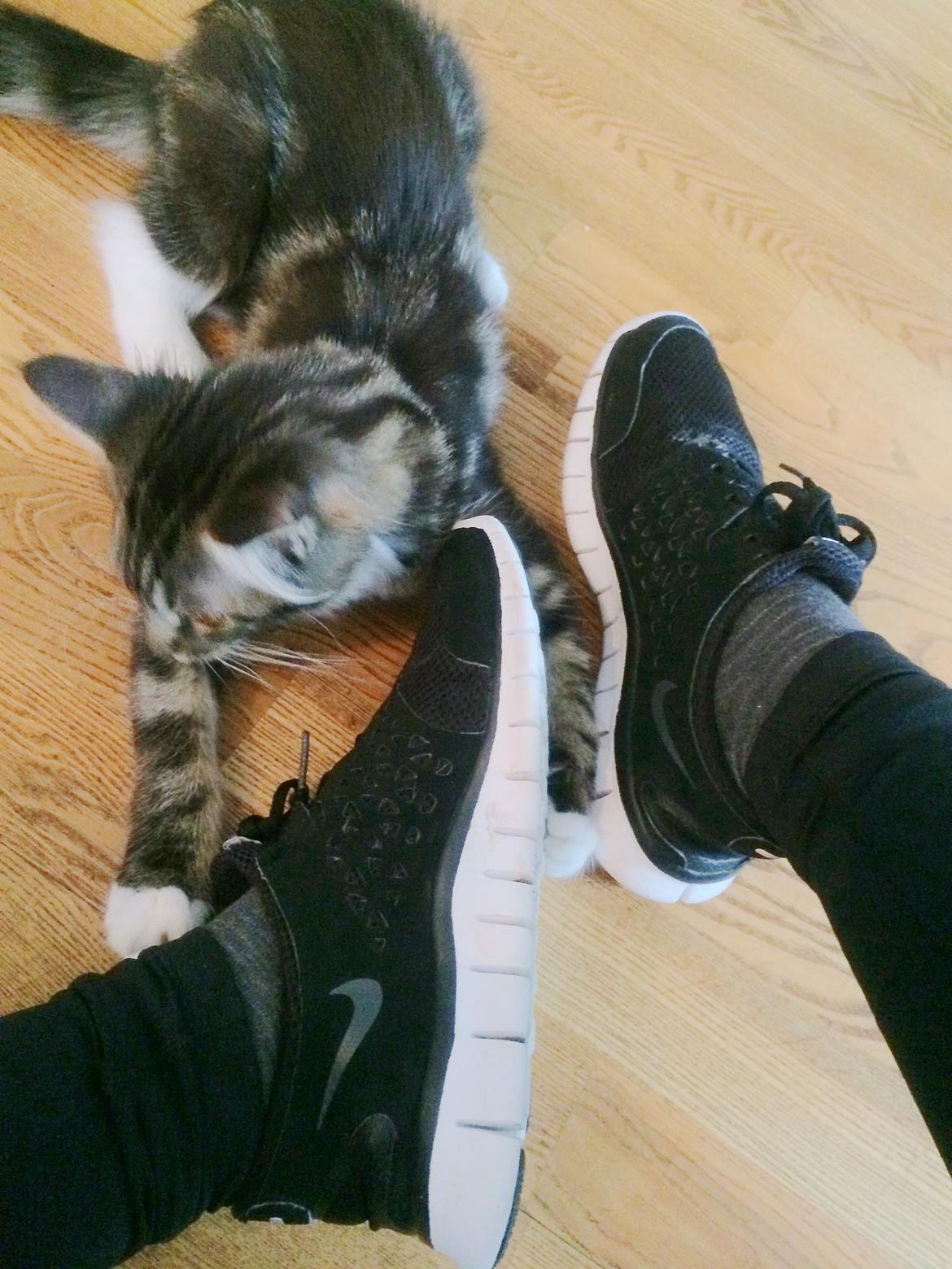 Maine Coon Mibu - Vil også være med til at træne :-) billede 8