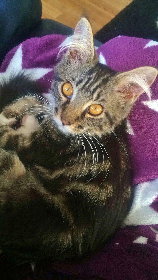 Maine Coon Mibu billede 6