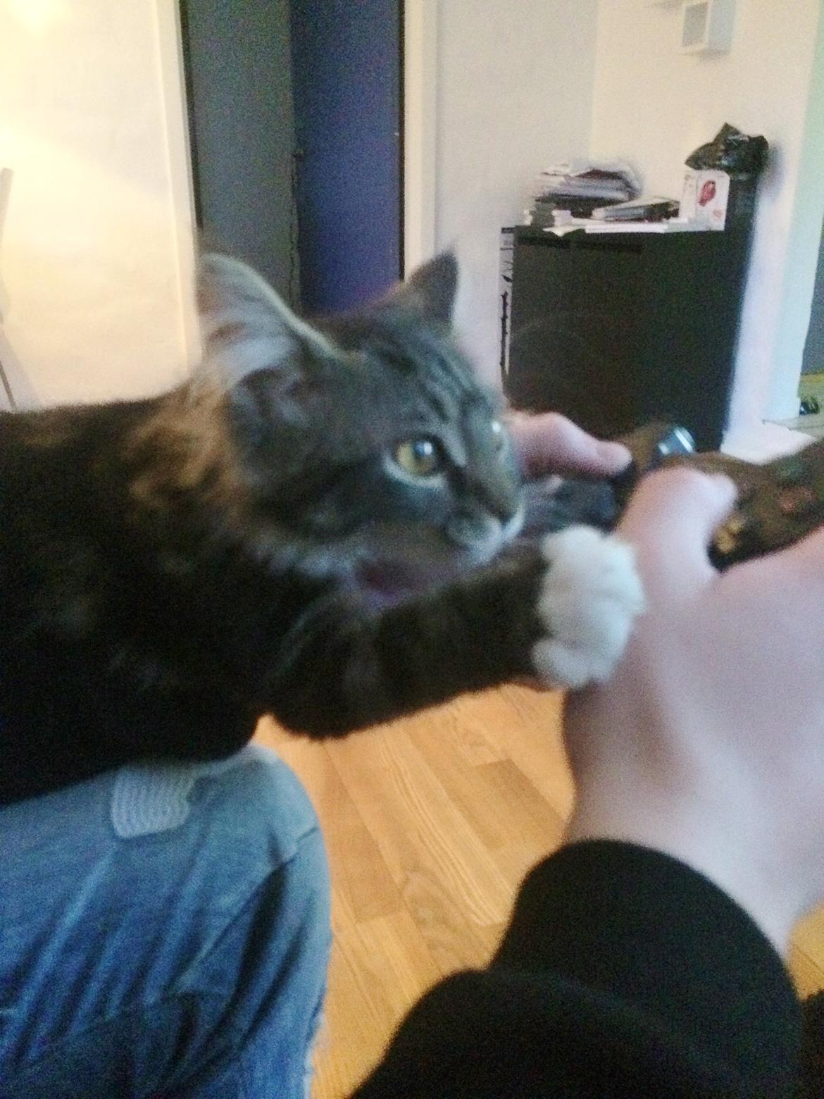 Maine Coon Mibu - Heeeeeeey! Det var min tur til at game! billede 9