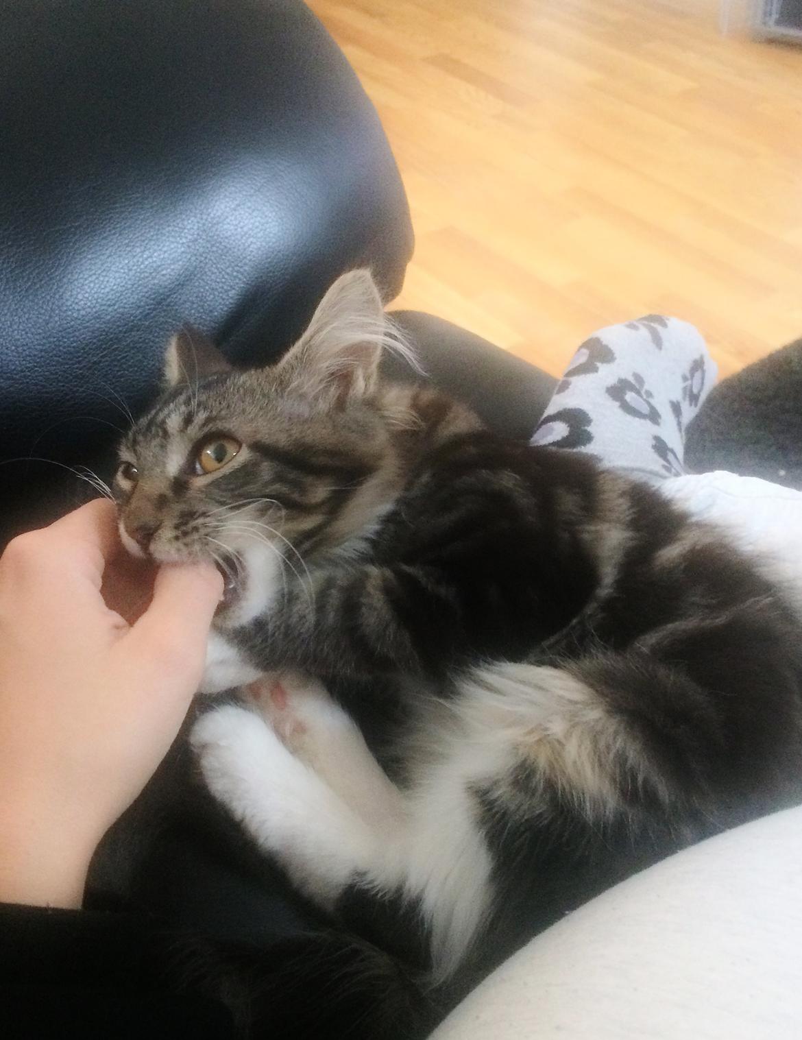 Maine Coon Mibu - Åååååh det her er bare lækkeeeeeert! Jeg må godt, ikk?! billede 12
