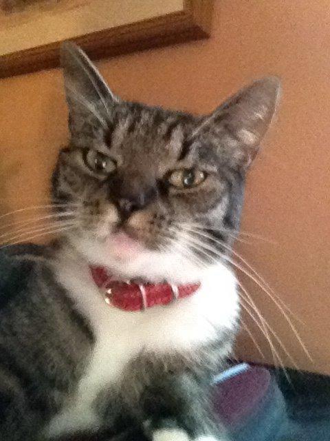 Huskat Line - Der ligger hun på en kuffert :) billede 2