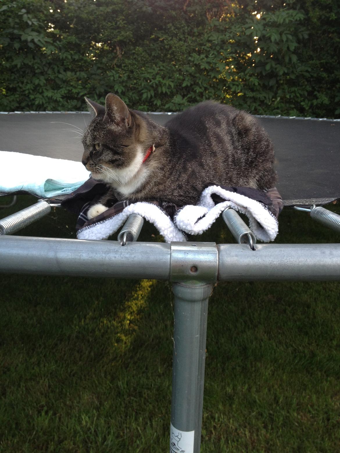 Huskat Line - Der ligger hun på trampolinen billede 3