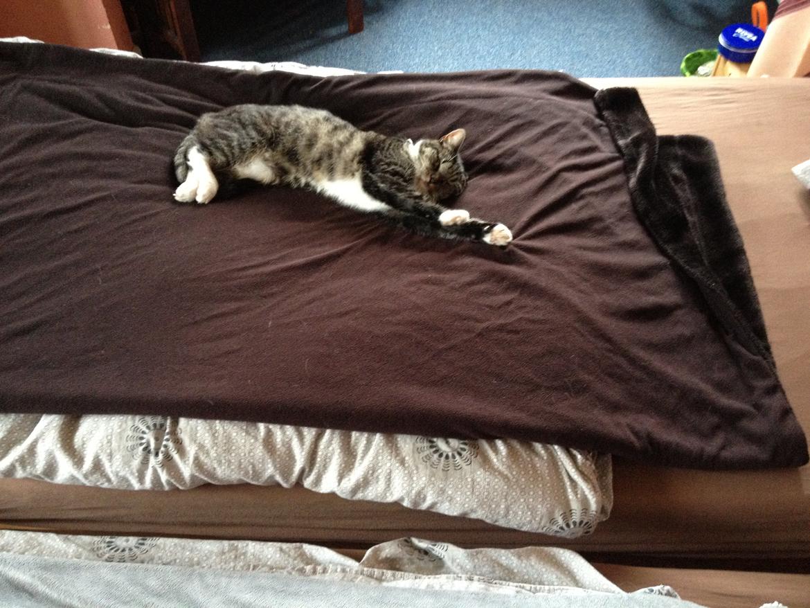 Huskat Line - Dovne kat :) billede 4