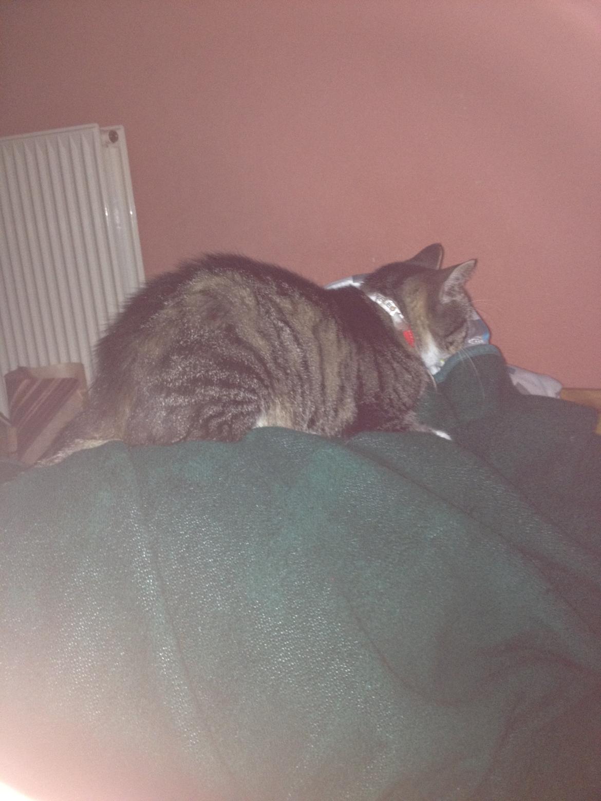 Huskat Line billede 5