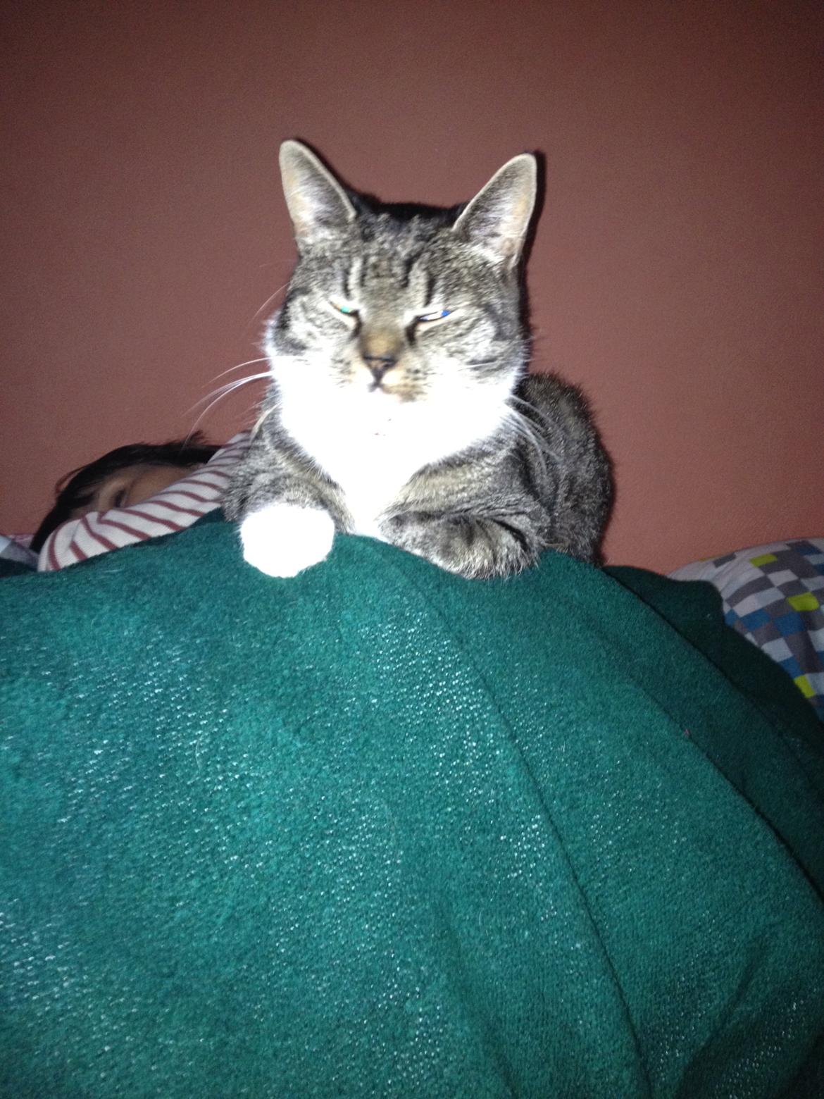 Huskat Line - Smukke billede 6