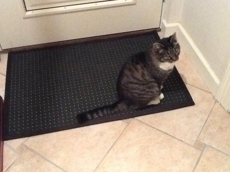 Huskat Line billede 7