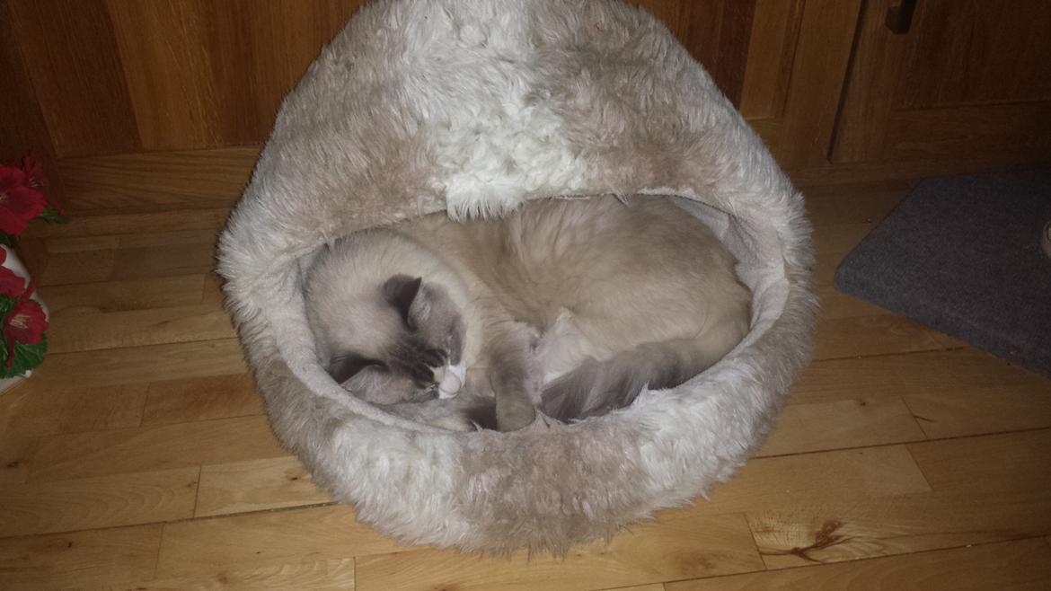 Ragdoll bella billede 1