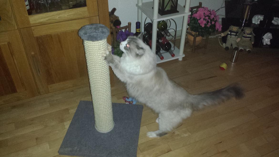 Ragdoll bella billede 2