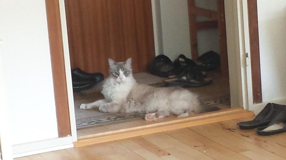 Ragdoll bella billede 3