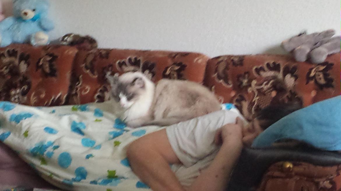 Ragdoll bella billede 4