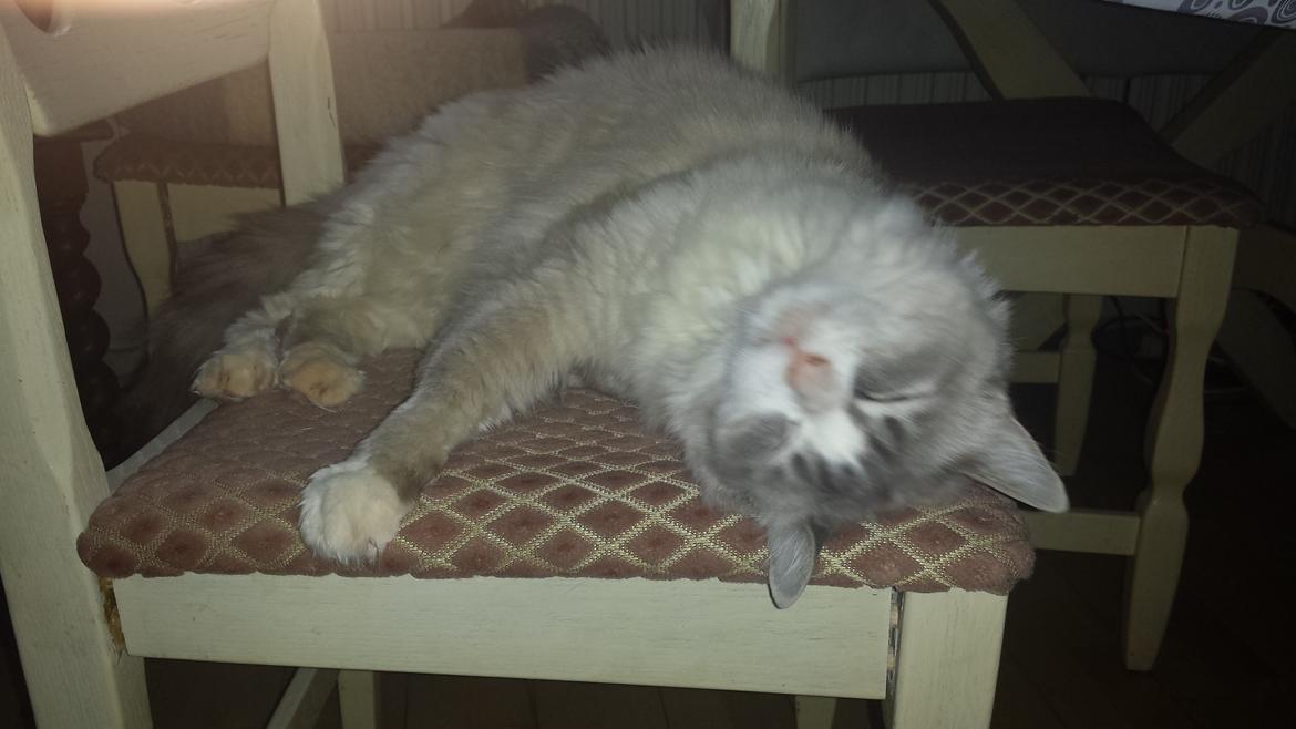 Ragdoll bella billede 5