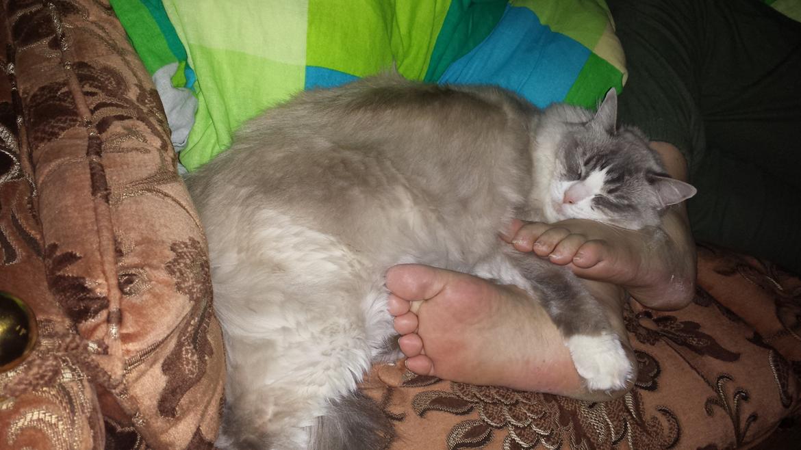 Ragdoll bella billede 6