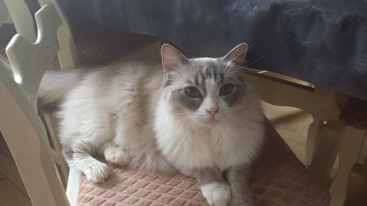 Ragdoll bella billede 7