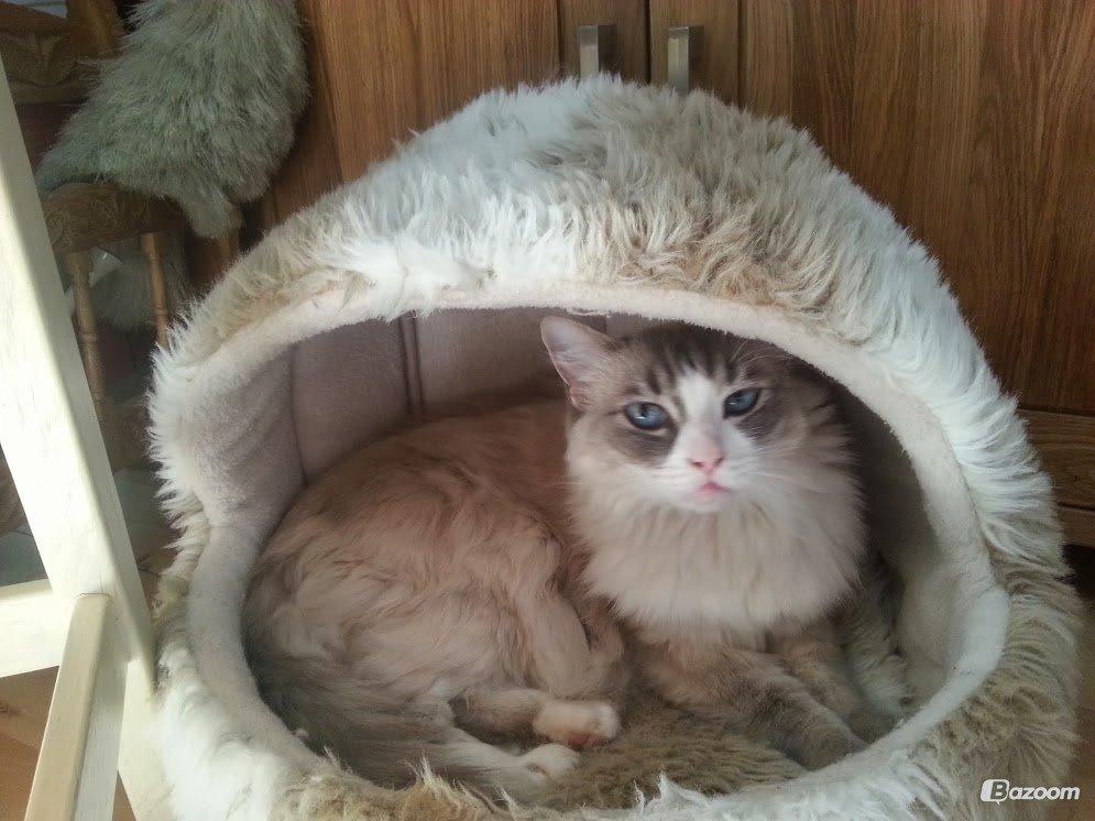 Ragdoll bella billede 8