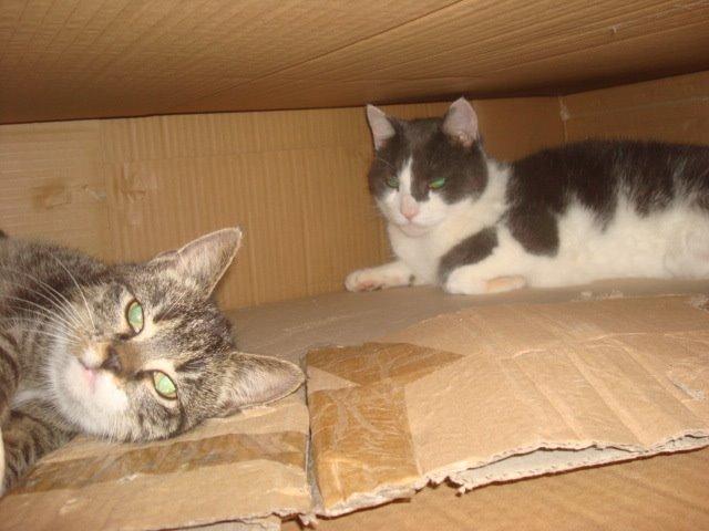 Huskat Sisse billede 12