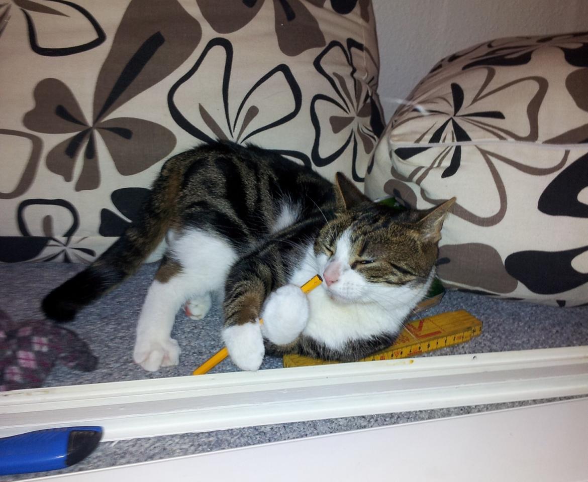 Huskat Maggie billede 21