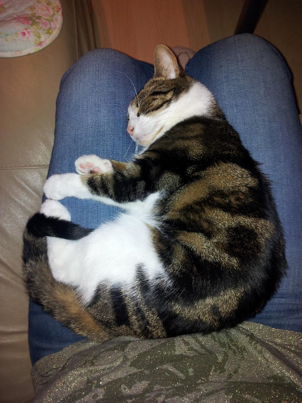 Huskat Maggie billede 20