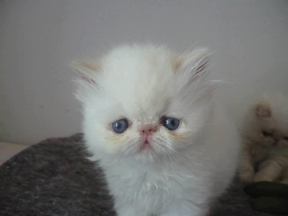 Perser Himmelkat Alexandra Von der Pudderkvast  billede 2