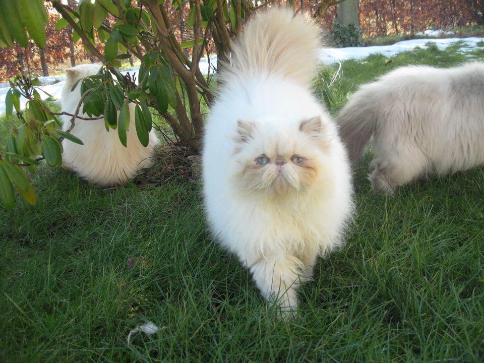 Perser Himmelkat Alexandra Von der Pudderkvast  billede 5