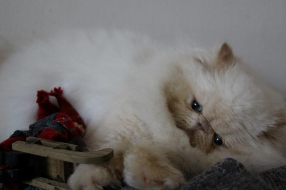 Perser Himmelkat Alexandra Von der Pudderkvast  billede 3