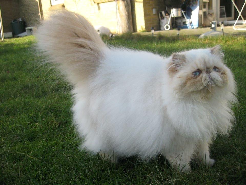 Perser Himmelkat Alexandra Von der Pudderkvast  billede 6