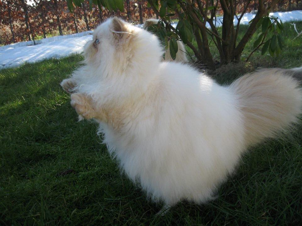 Perser Himmelkat Alexandra Von der Pudderkvast  billede 7