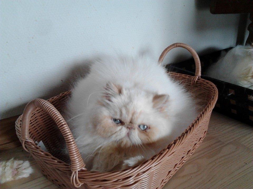 Perser Himmelkat Alexandra Von der Pudderkvast  billede 8