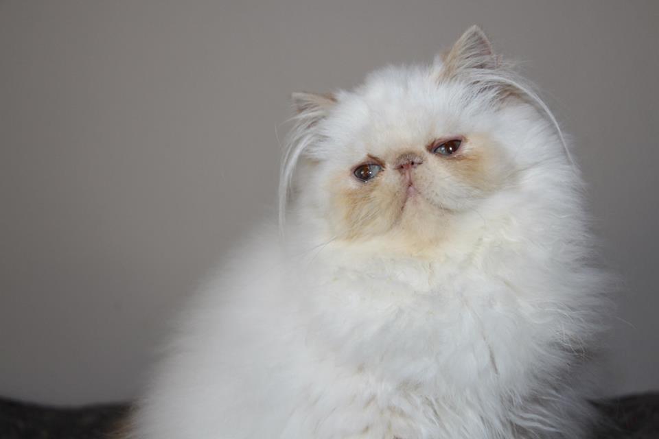 Perser Himmelkat Alexandra Von der Pudderkvast  billede 4