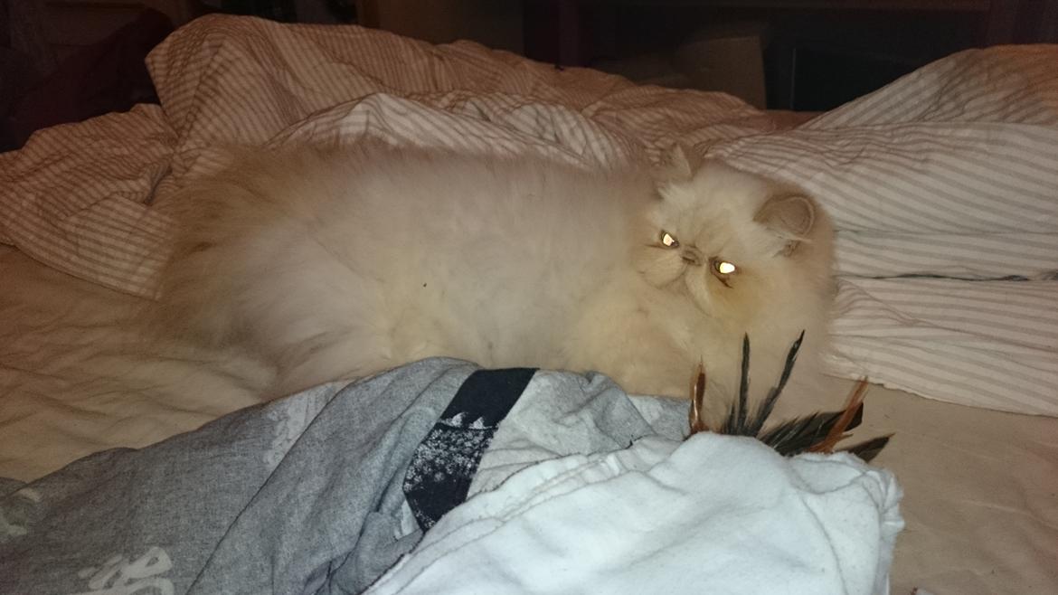 Perser Himmelkat Alexandra Von der Pudderkvast  billede 14