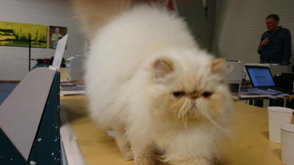 Perser Himmelkat Alexandra Von der Pudderkvast  billede 10