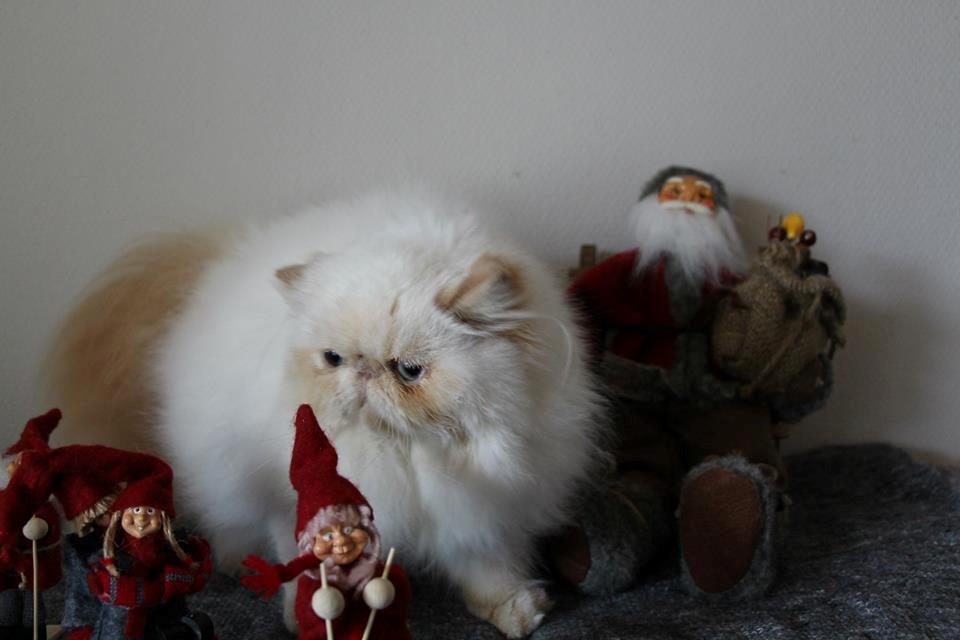 Perser Himmelkat Alexandra Von der Pudderkvast  billede 9