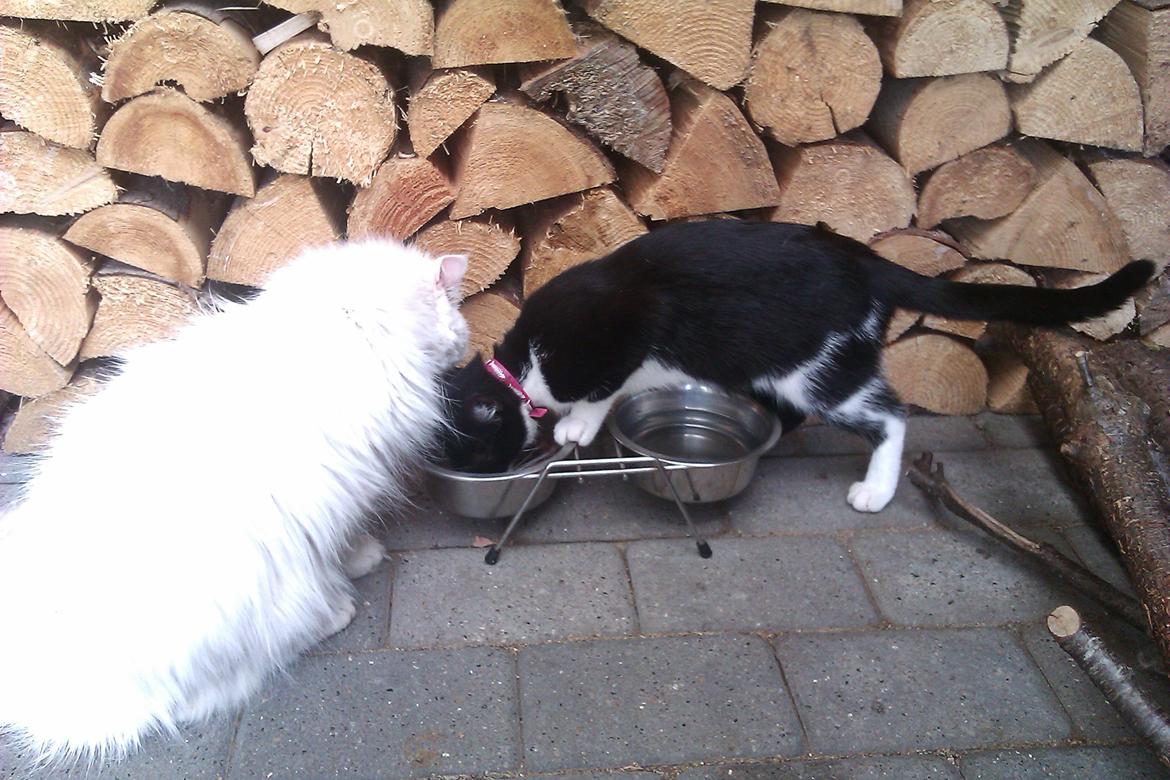 Perser Bonna´s Snow Jason † R.I.P. 2011 billede 21