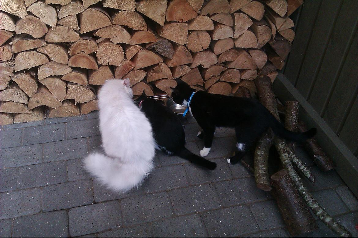 Perser Bonna´s Snow Jason † R.I.P. 2011 - Jason og Coke venter på at den lille ædedolk fiona er færdig, med at spise  ;-) billede 2