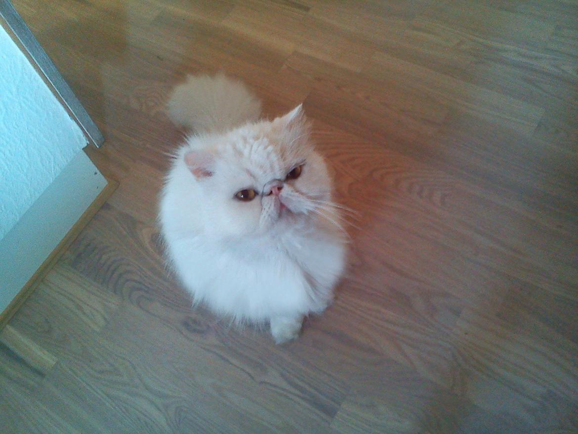 Perser Bonna´s Snow Jason † R.I.P. 2011 billede 3