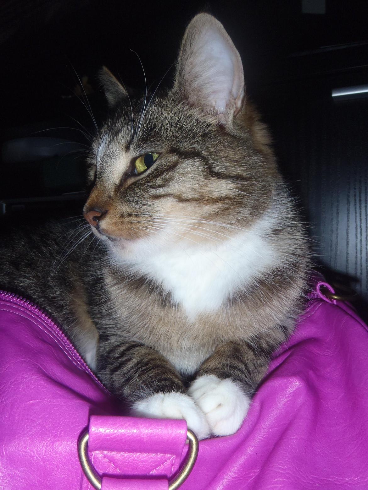 Huskat Miss Mis DeKid billede 2