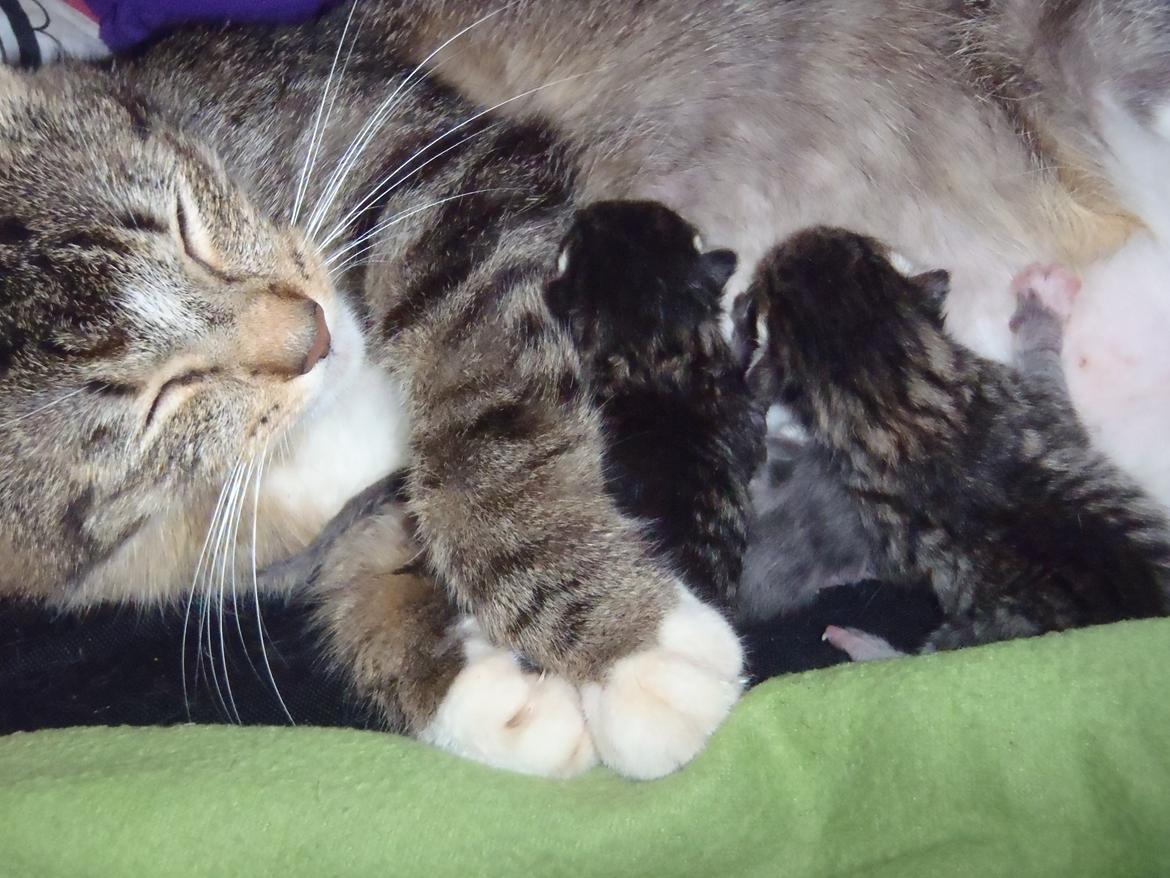 Huskat Miss Mis DeKid billede 4