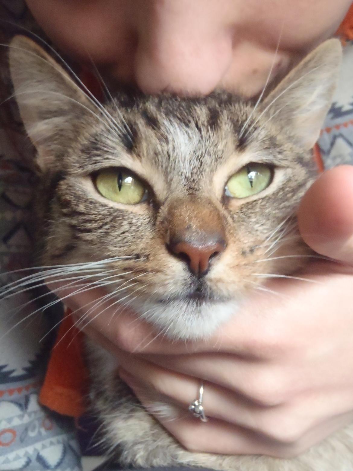 Huskat Miss Mis DeKid billede 5