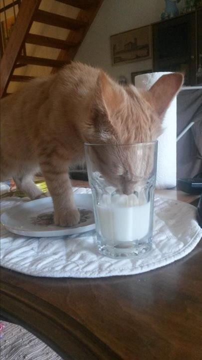 Huskat Chips billede 7