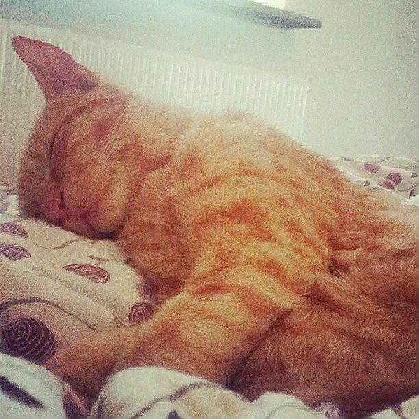 Huskat Chips billede 10